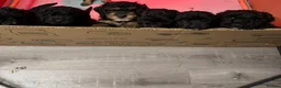 Cavapoo dogs for sale: Cavapoo Puppies  - Advert 14