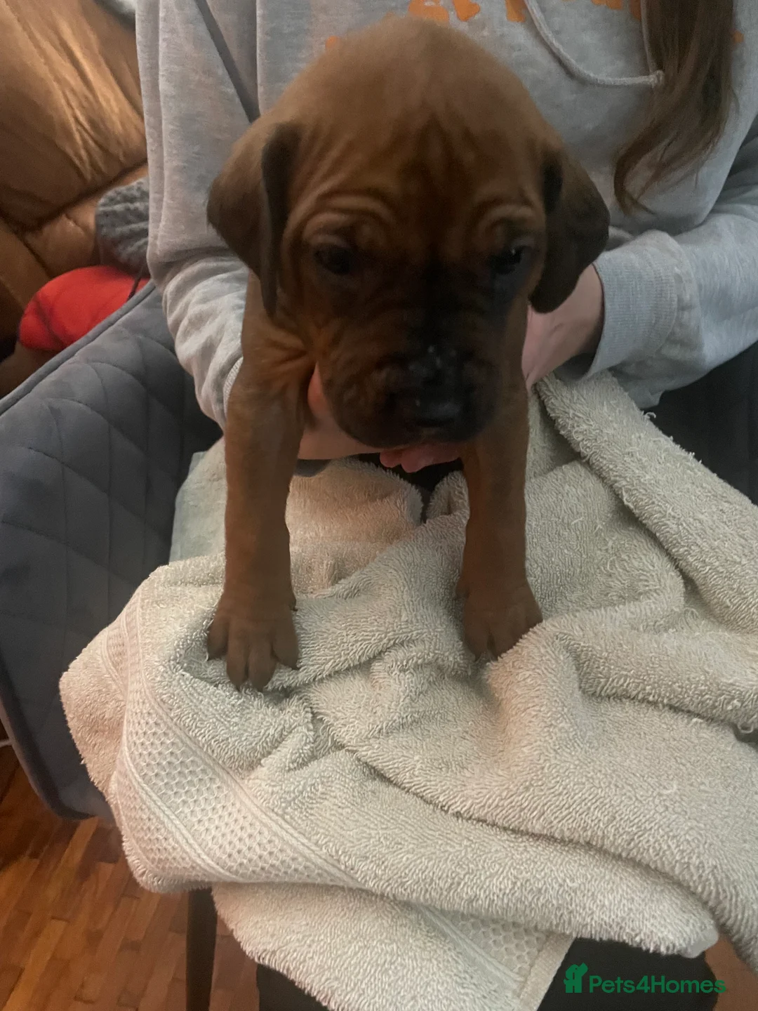 Rhodesian Ridgeback dogs for sale: Beautiful Rhodesian Ridgeback pups - Advert 3