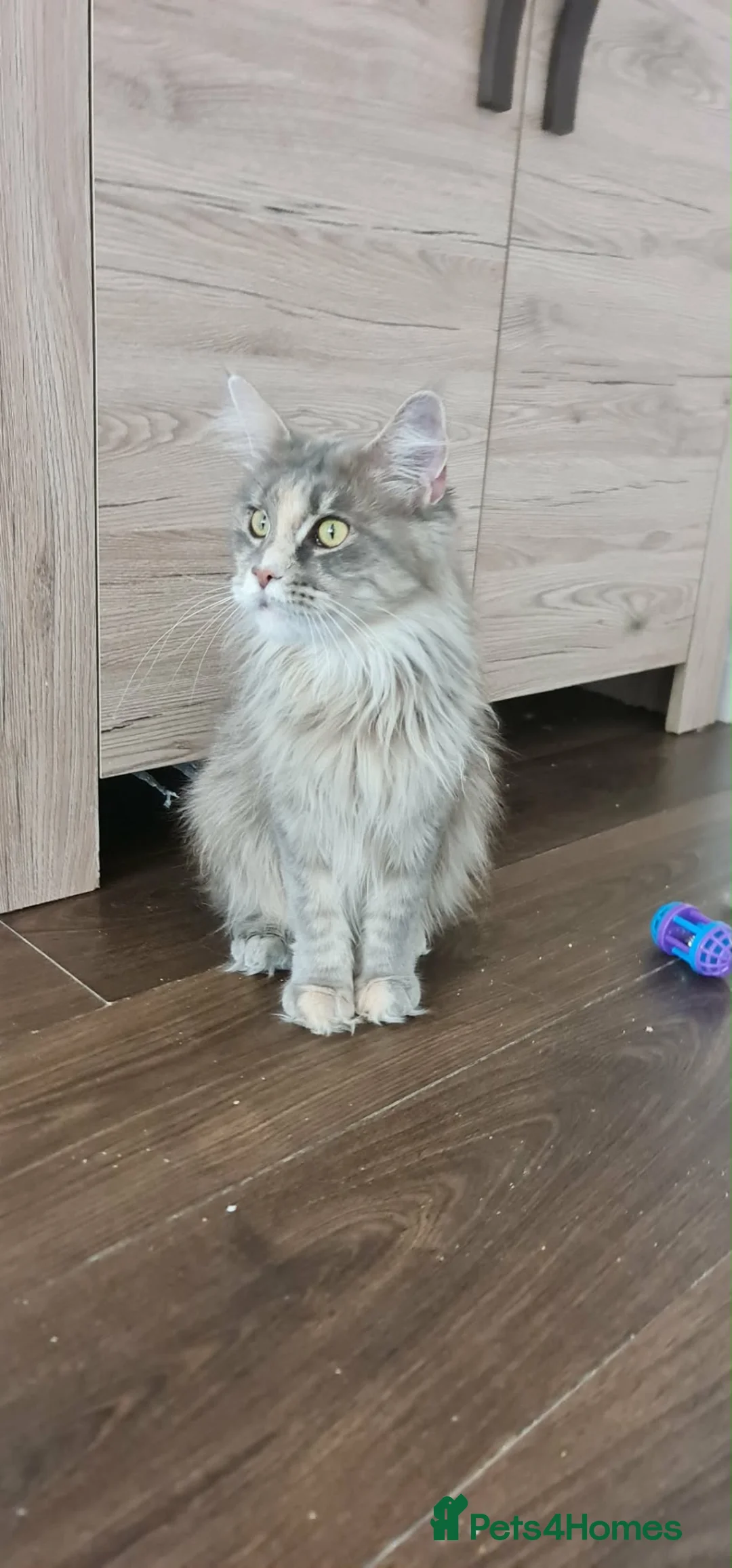 Maine Coon cats for sale: 🐾 STUNNING MAINE COON BOY – UNIQUE COAT 🐾 - Advert 2