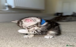 Maine Coon cats for sale: ✨2 Boys and 3 Girls Maine Coon kittens ✨🐾 - Image 17