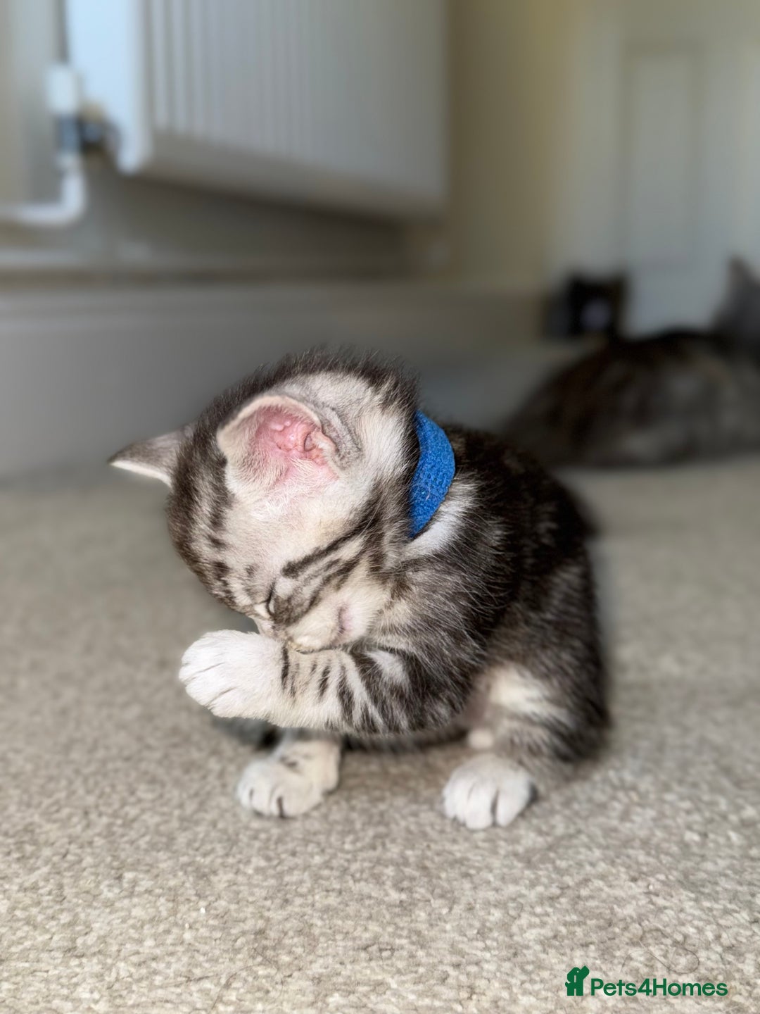 Maine Coon cats for sale: ✨2 Boys and 3 Girls Maine Coon kittens ✨🐾 - Image 17
