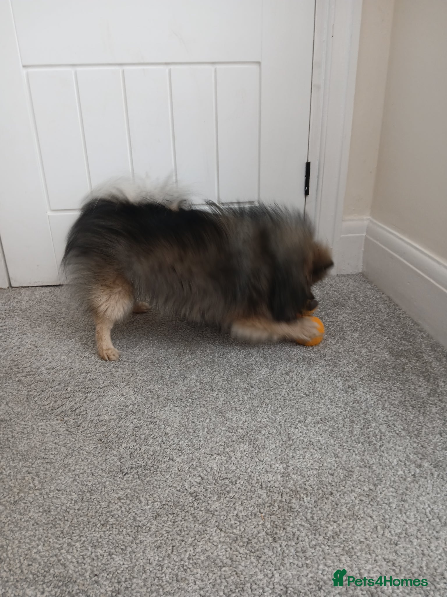 Pomeranian dogs Kc registered pomeranian girl - Advert 1