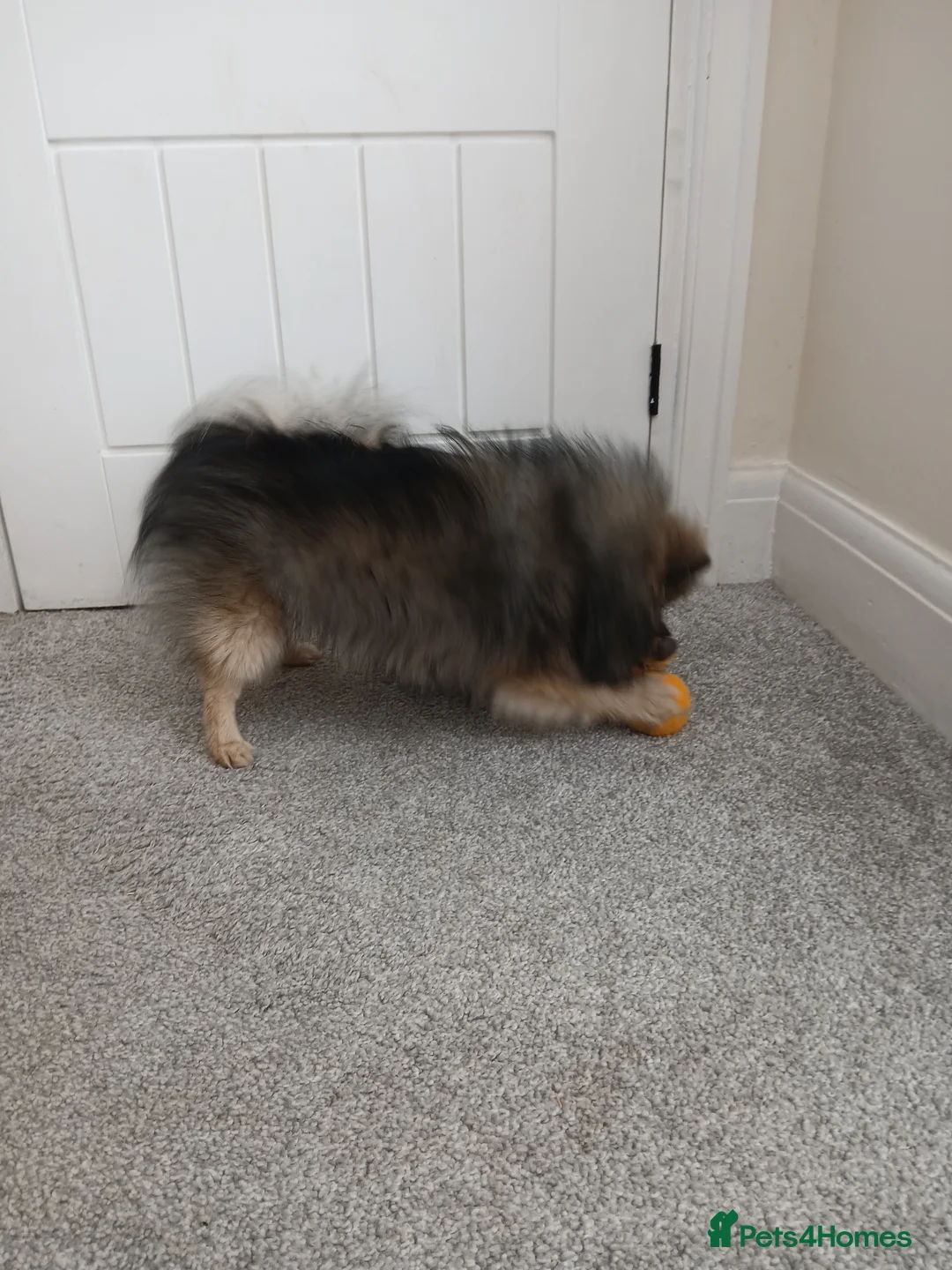 Pomeranian dogs for sale: Kc registered pomeranian girl - Advert 1