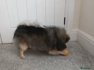 Pomeranian dogs Kc registered pomeranian girl - Advert 1