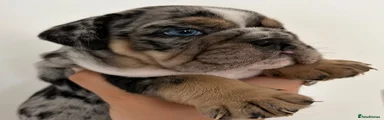 English Bulldog 3