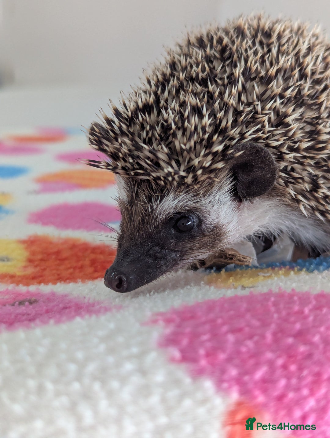 Pygmy Hedgehog rodents for sale: Last 2 Hoglets Remaining!! READY AND REDUCED!!! - Advert 11