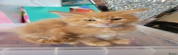 Maine Coon cats for sale: Ginger Maine Coon Kittens  - Advert 17
