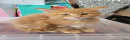 Maine Coon cats for sale: Ginger Maine Coon Kittens  - Advert 17