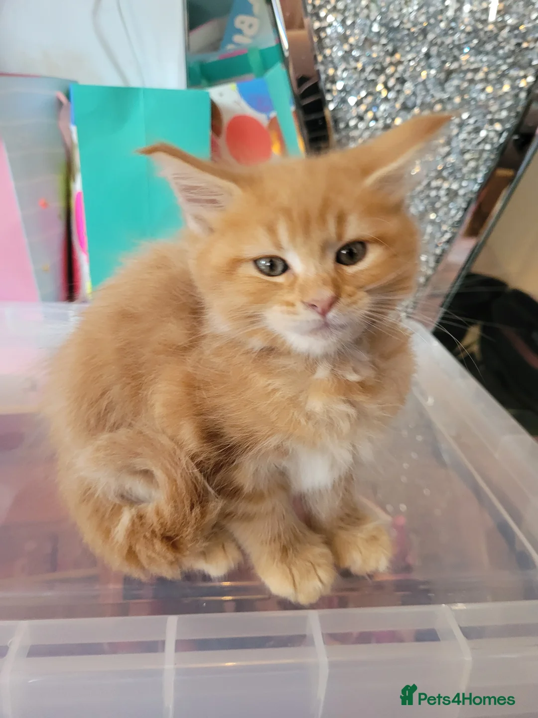 Maine Coon cats for sale: Ginger Maine Coon Kittens  - Advert 17