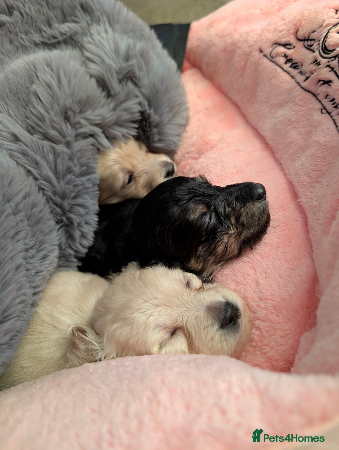 Miniature Dachshund dogs for sale:  Ready Now! Last Girl Long Coat Waiting For You  - Advert 16