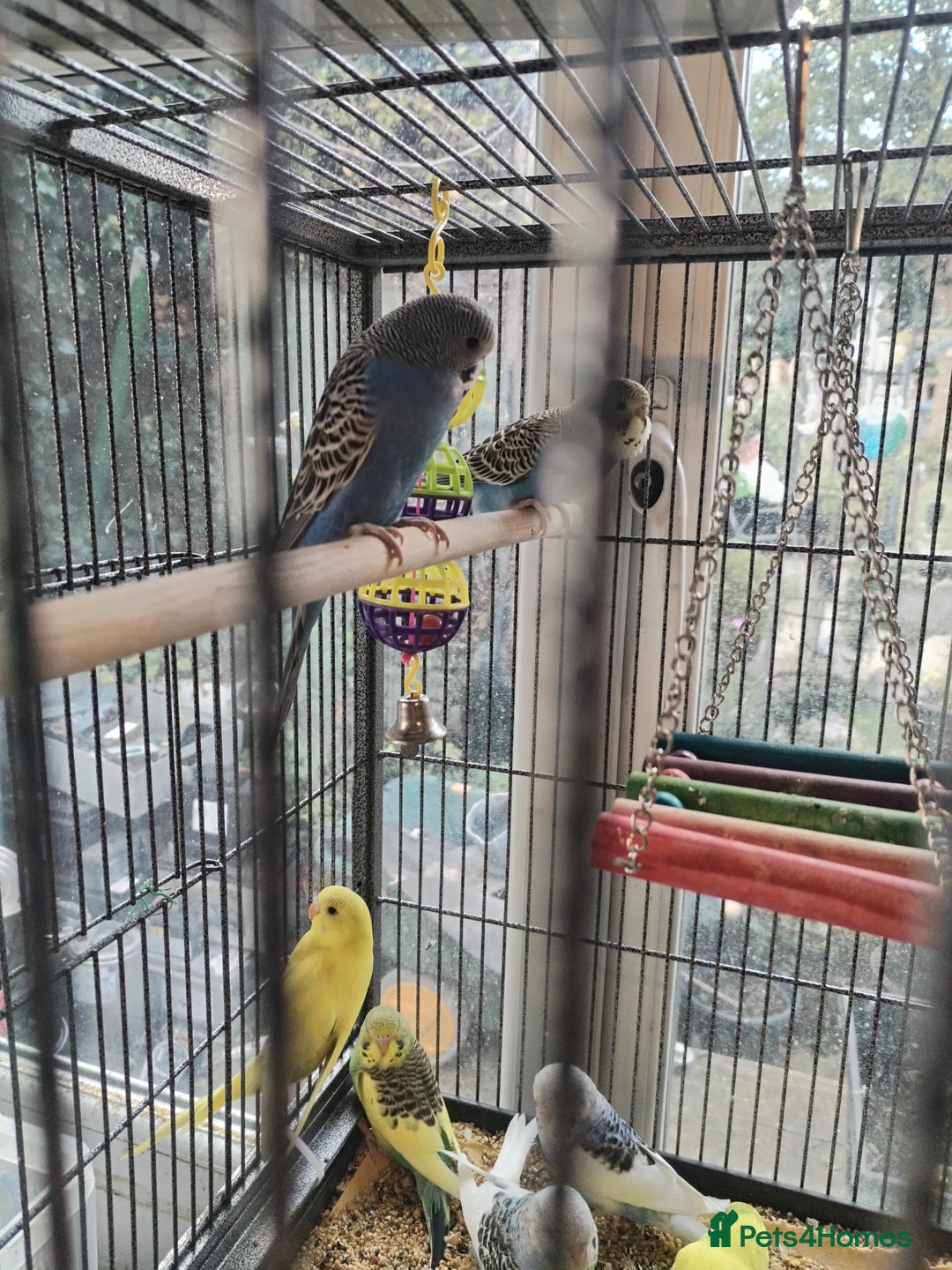 Budgerigars birds for sale: Beautiful baby budgies  - Image 4
