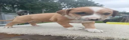 Mixed Breed dogs for sale: Lurcher bull puppies for sale - Advert 17