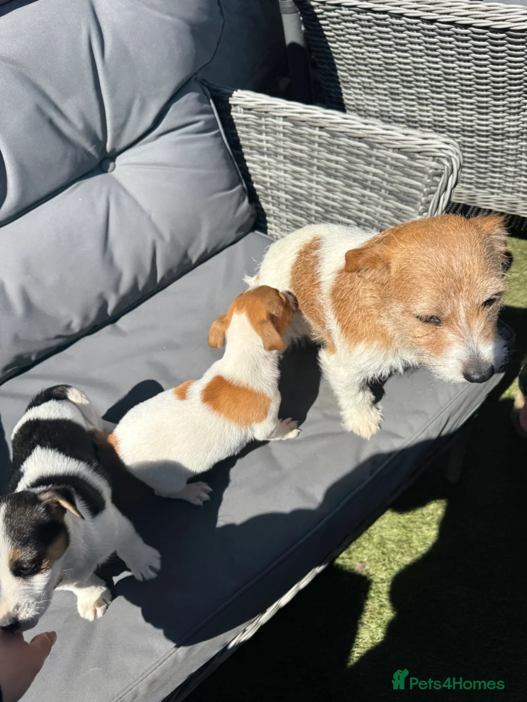 Jack Russell dogs for sale: Jack Russell puppies traditional type in Halstead - Advert 1