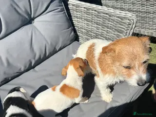 Jack Russell dogs Jack Russell puppies traditional type - Advert 12