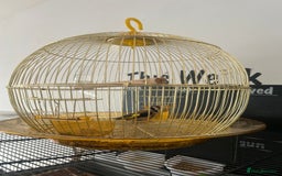 Finches birds for sale: 2025 rung goldfinch - Image 3