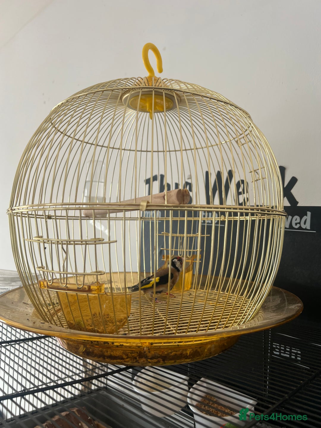 Finches birds for sale: 2025 rung goldfinch - Image 3