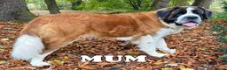 Saint Bernard dogs for sale: Outstanding KC Registered Saint Bernard Puppies - Advert 9
