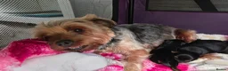 Yorkshire Terrier dogs for sale: 💕Yorkshire Terrier puppies.💕 - Advert 11