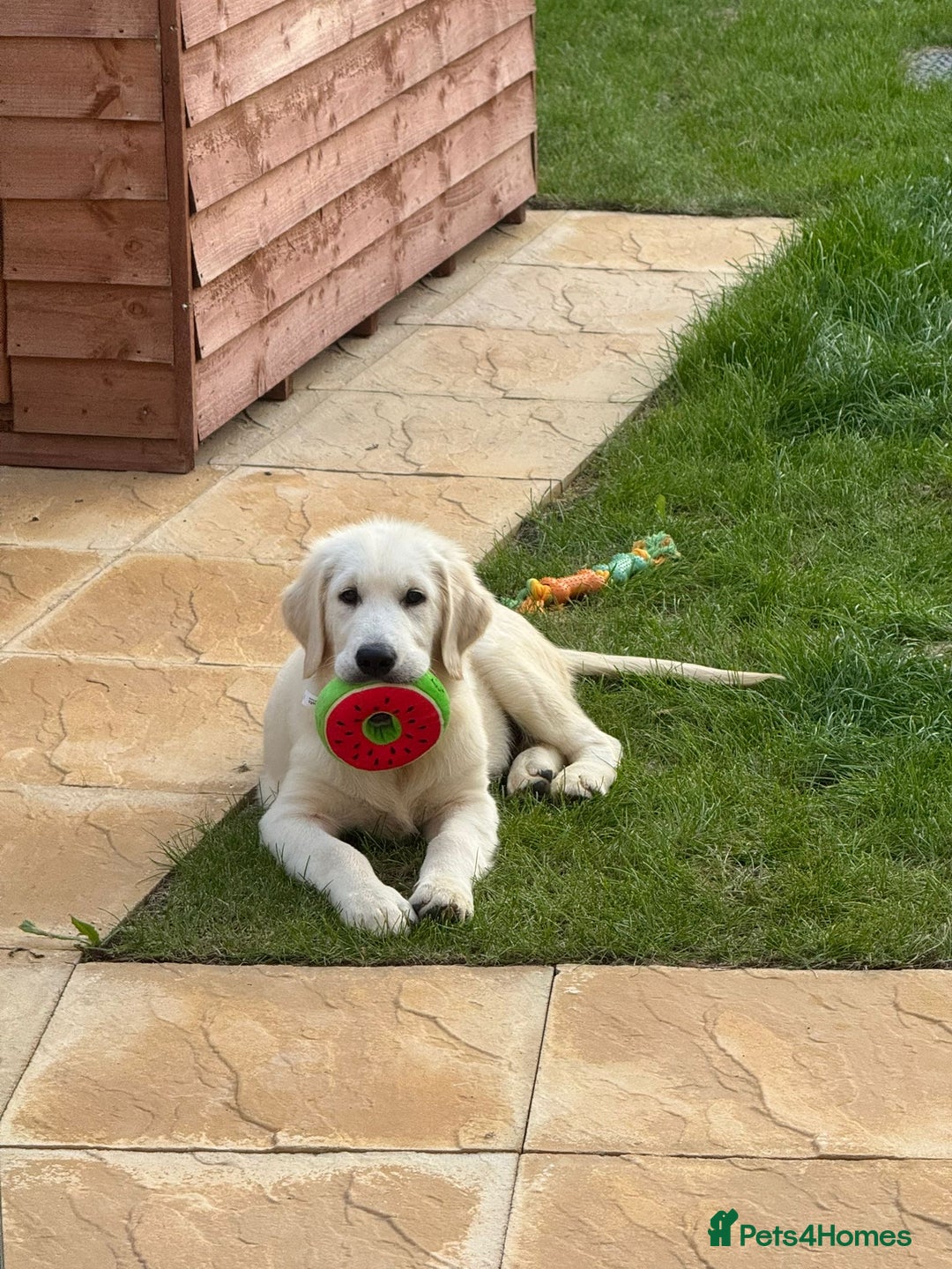 Golden Retriever dogs for sale: Golden Retriever  - Advert 7