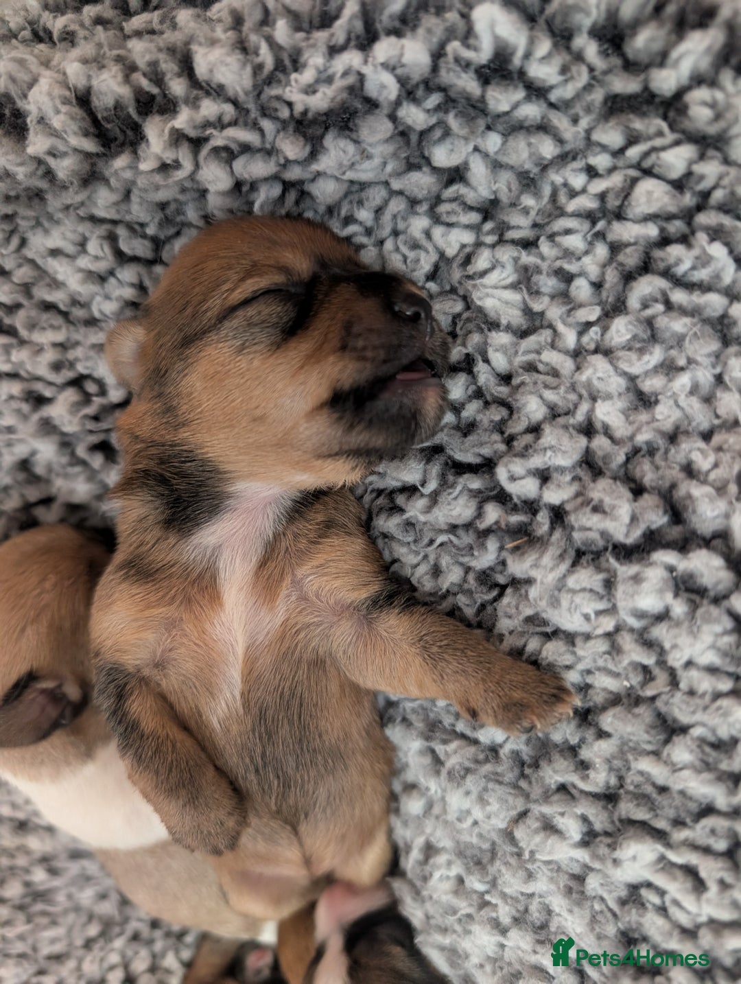 Mixed Breed dogs for sale: Beautiful Shihtzu x Cairn Terrier/Sausage x JRT - Advert 9