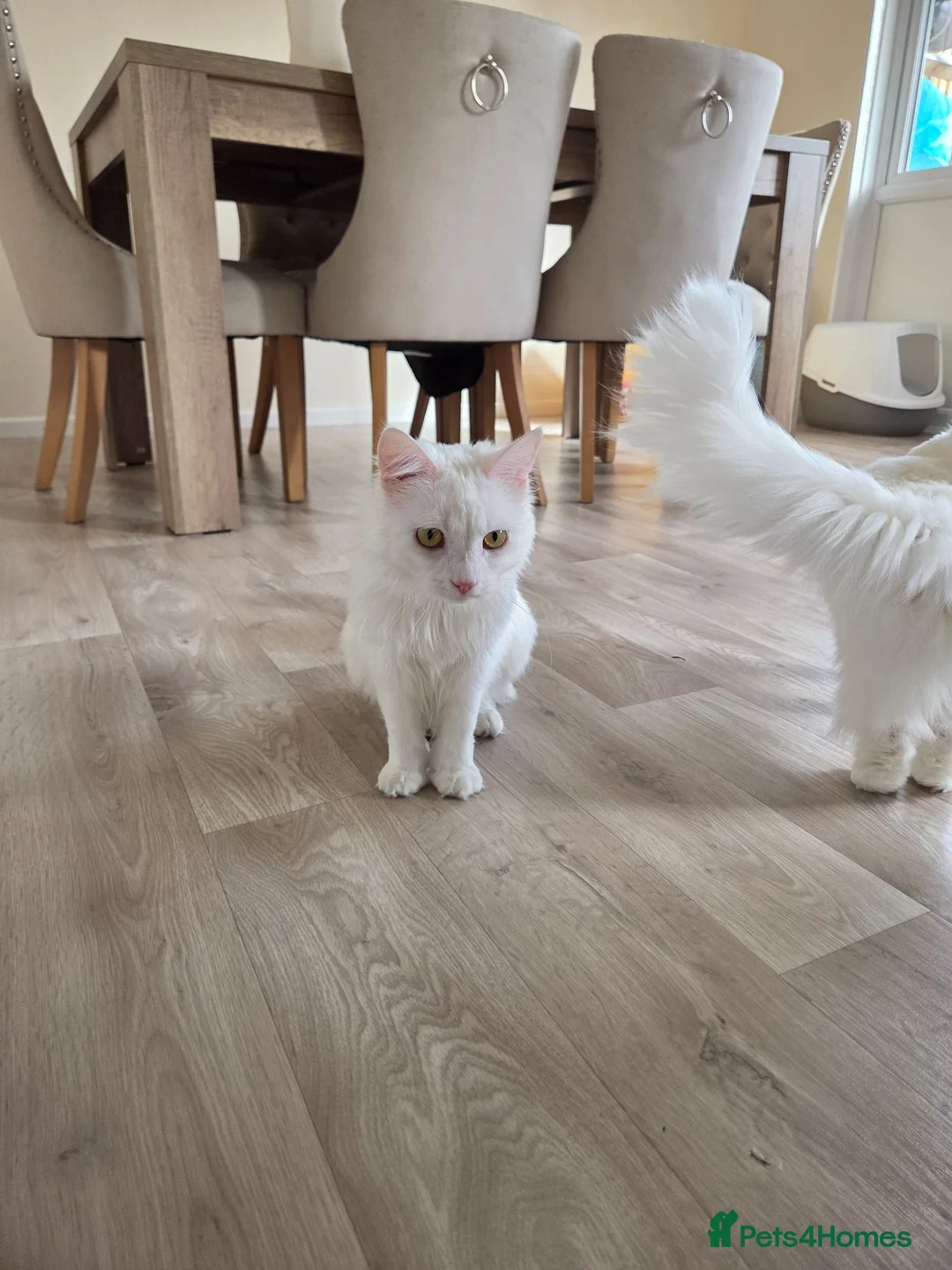 Turkish Angora cats for sale: Luna&Olive. Rehome ASAP in Maidstone - Advert 5