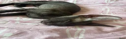 Sphynx cats for sale: Full breed Sphynx kittens for sale  - Advert 6