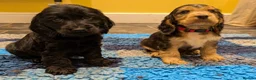 Cocker Spaniel dogs for sale: KC Male Health Tested Show Cocker Spaniel Pup - Advert 18