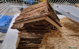 Hamster rodents for sale: Gorgeous male hamster with cage and full set up - Image 9