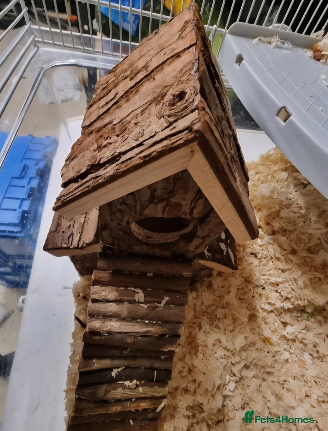 Hamster rodents for sale: Gorgeous male hamster with cage and full set up - Image 9