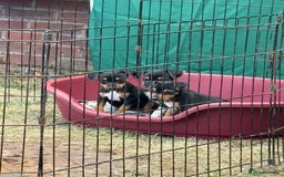 Jack Russell dogs for sale: Jack Russell puppies  - Image 11