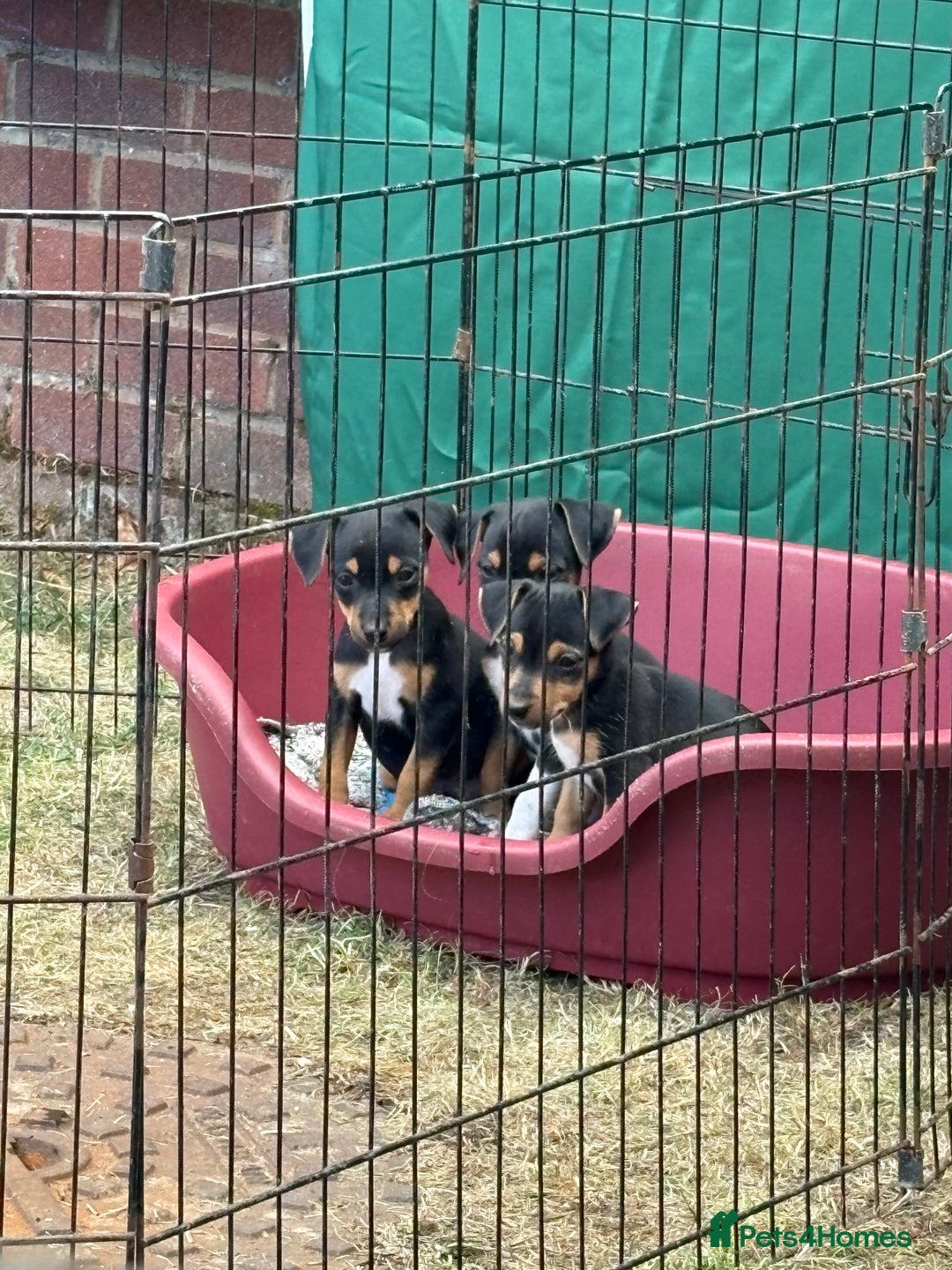 Jack Russell dogs for sale: Jack Russell puppies  - Image 11