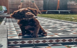 Cocker Spaniel dogs for sale: 4 months old working cocker spaniel - Image 5