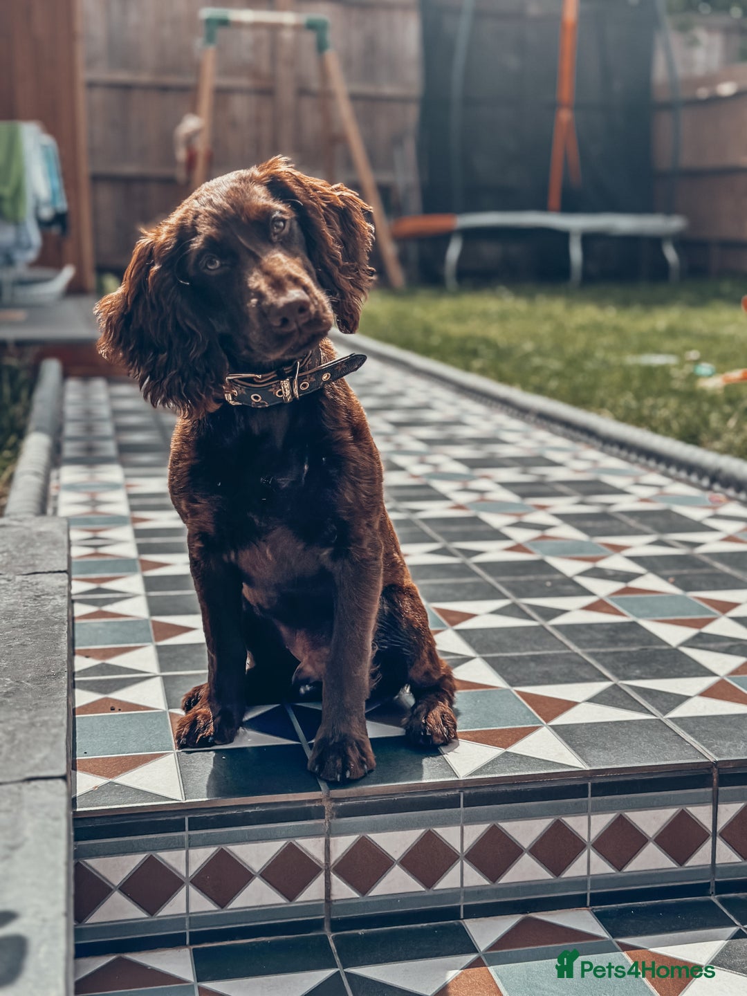 Cocker Spaniel dogs for sale: 4 months old working cocker spaniel - Image 5