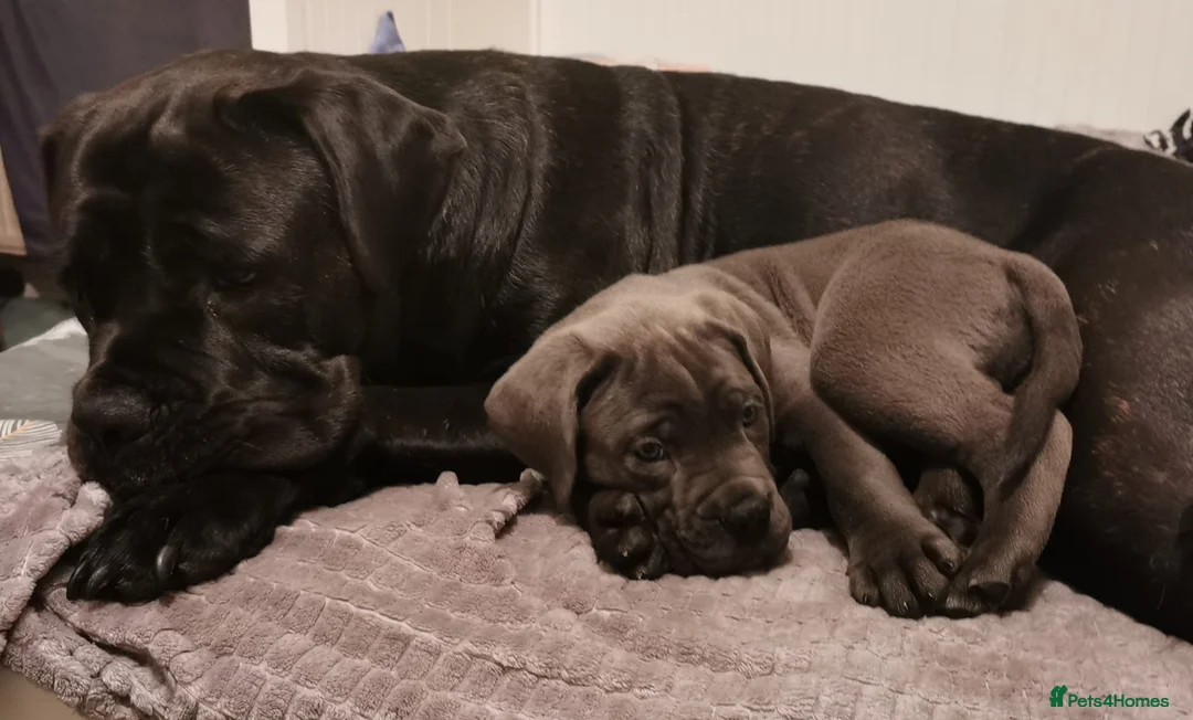 Cane Corso dogs for sale: Cane Corso  - Advert 10