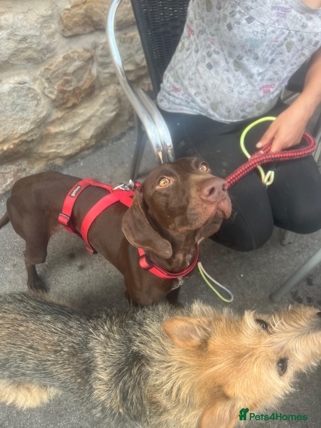 German Shorthaired Pointer dogs for adoption: Rucha, female German Shorthaired Pointer, aged 2 - Image 18