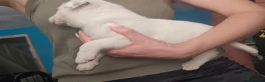 Albino 