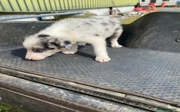 Border Collie dogs for sale: Farm bred border collie pups  - Image 2