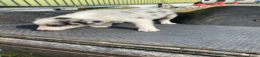 Border Collie Puppy 3