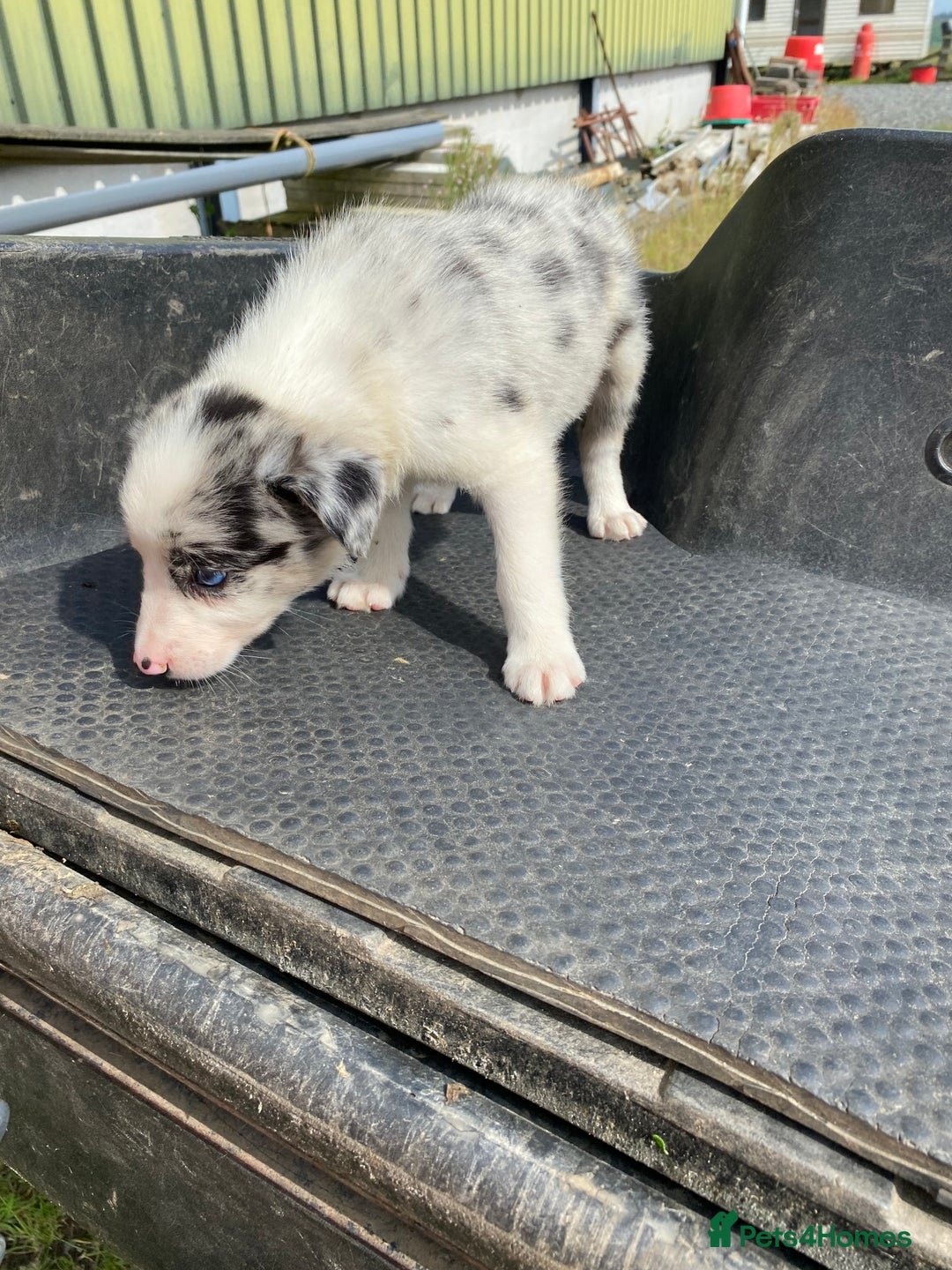 Border Collie dogs for sale: Farm bred border collie pups  - Image 2