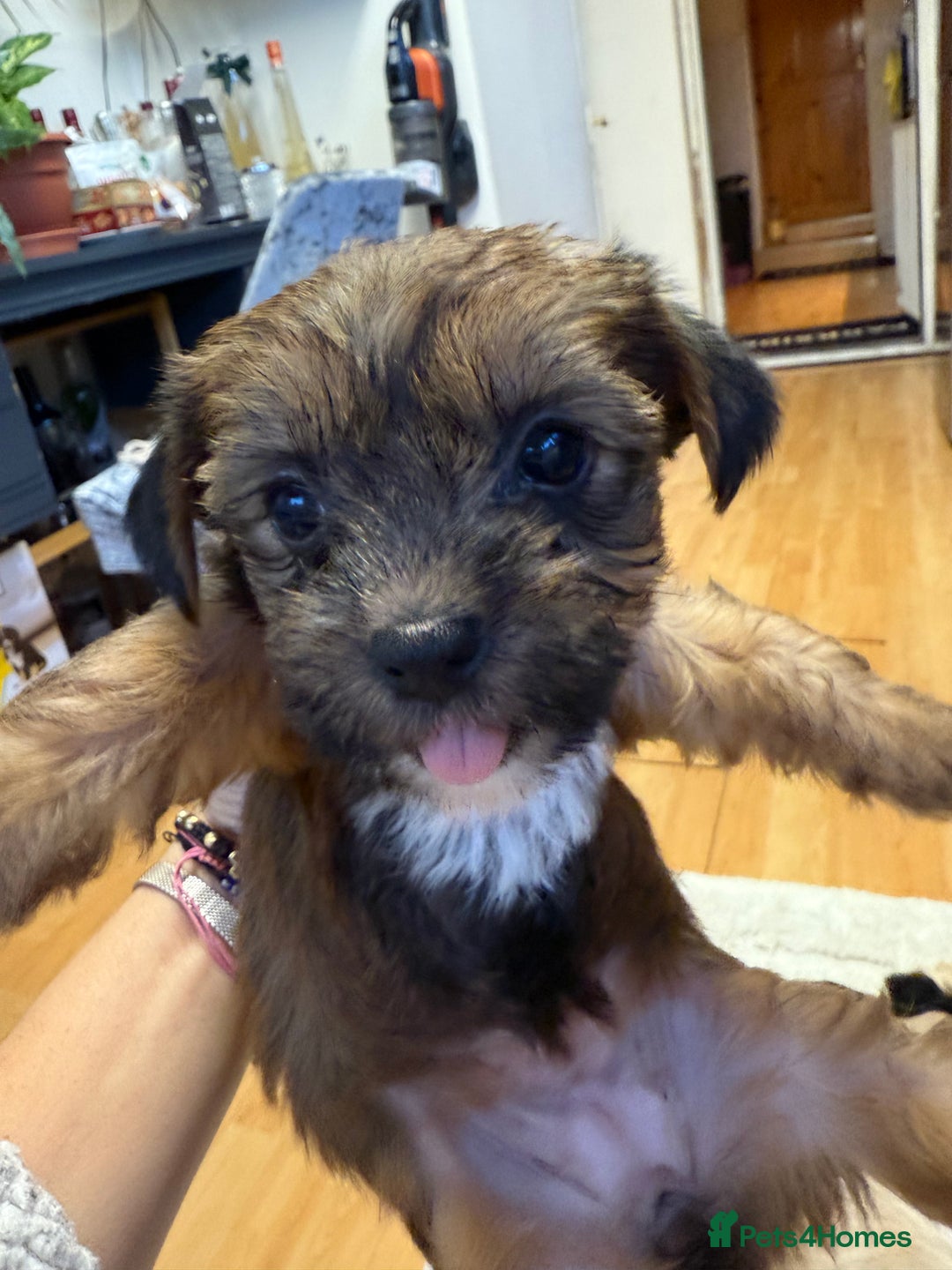 Yorkshire Terrier dogs for sale: Yorkshire Terrier  - Advert 14