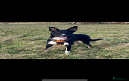 Border Collie dogs for sale: Loki nearly 4 year old border collie  - Image 3