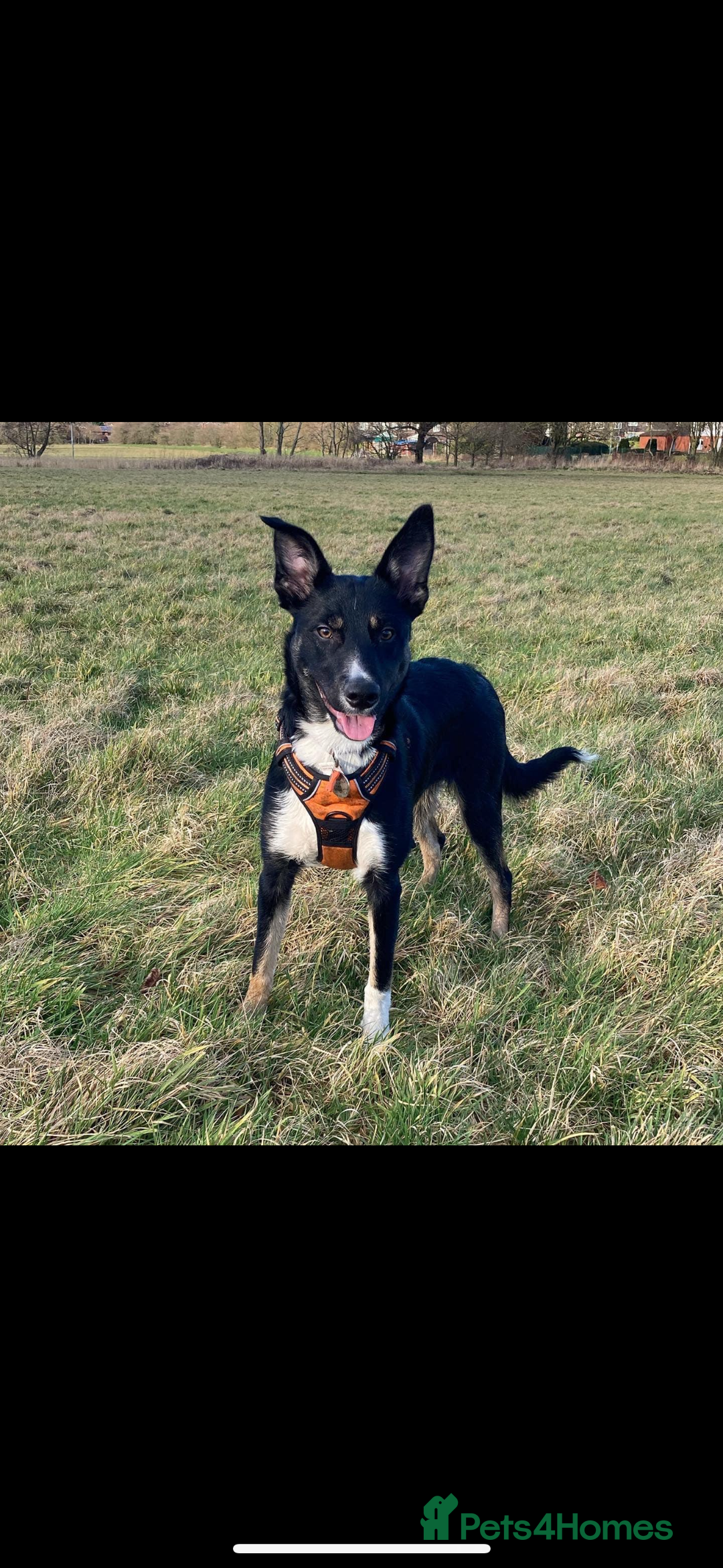 Border Collie dogs for sale: Loki nearly 4 year old border collie  - Image 3