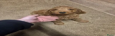 Cavapoo 1