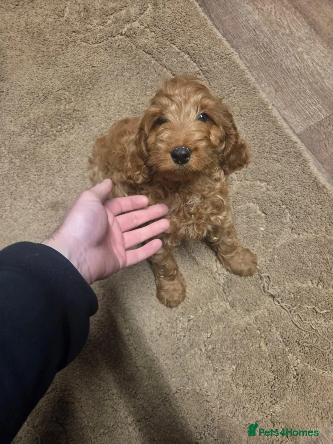 Cavapoo dogs for sale: Adorable cavapoo puppies in Letchworth Garden City - Advert 2