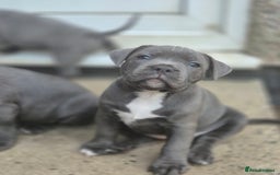 Staffordshire Bull Terrier dogs for sale: **Ready To Leave**KC Blues Champ Blood in Coventry - Image 30