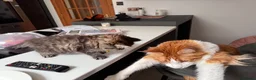 Mixed Breed cats for sale: Maincoon x in Aberdeen - Advert 3