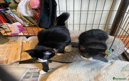 Mixed Breed cats for sale: Friendly kittens looking for homes ! - Image 8