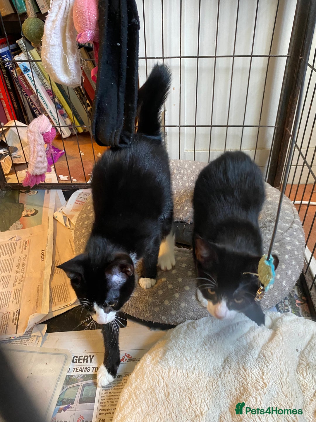 Mixed Breed cats for sale: Friendly kittens looking for homes ! - Image 8