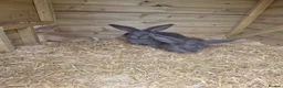 Continental Giant rabbits for sale: Baby giant continental rabbits  - Advert 7