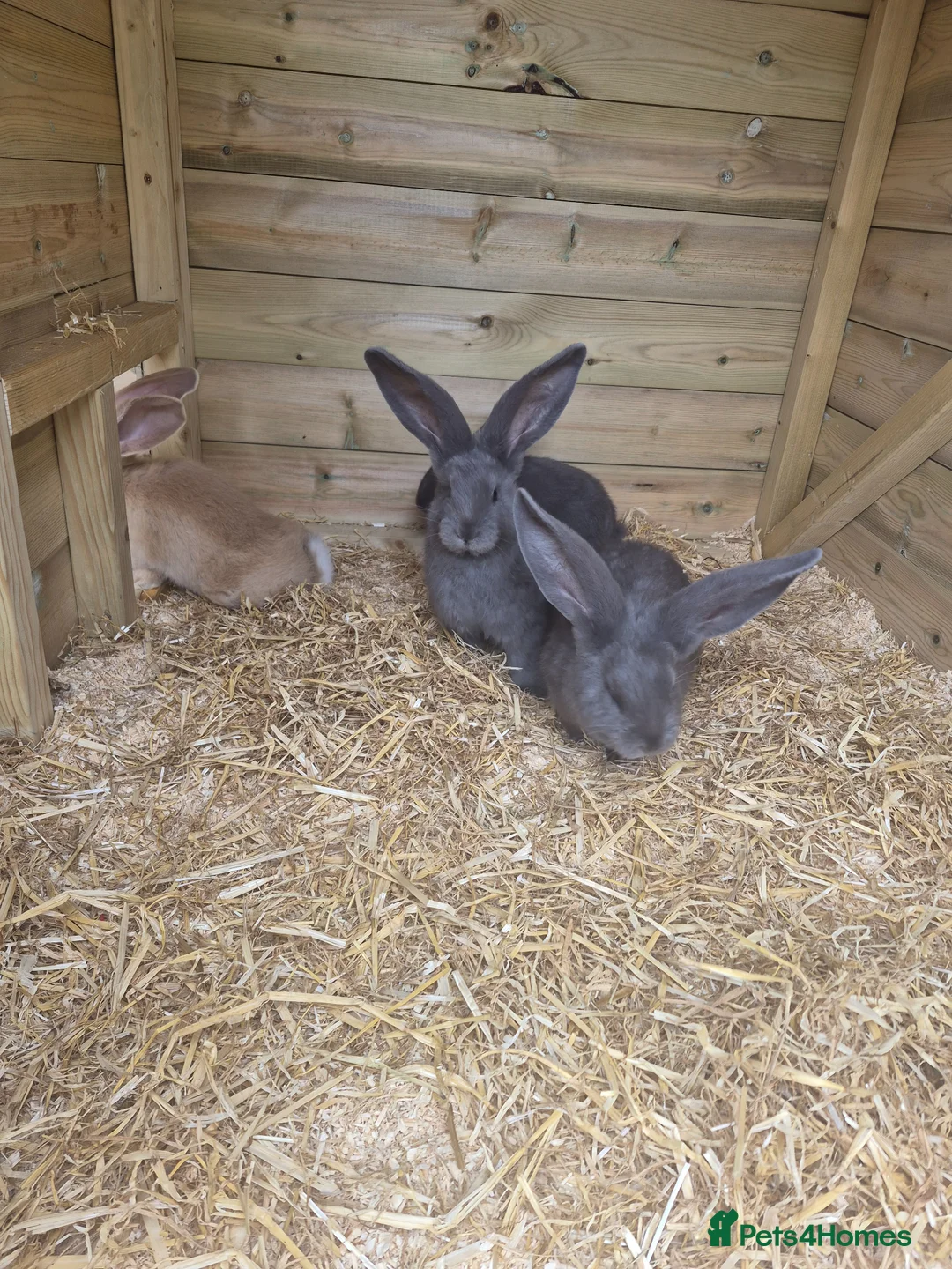 Continental Giant rabbits for sale: Baby giant continental rabbits  - Advert 7